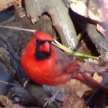 northern cardinal habits what they eat where they nest northern cardinal habits what they eat where they nest