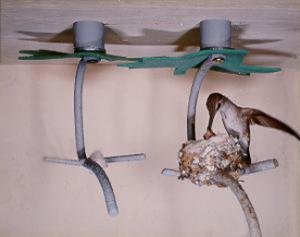 and nesting environment you may never see a hummingbird nest. Why