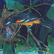 baltimore oriole bird habits nesting and feeding baltimore oriole bird habits nesting and feeding