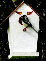 black-capped-chickadee at painted birdhouse black-capped-chickadee at painted birdhouse