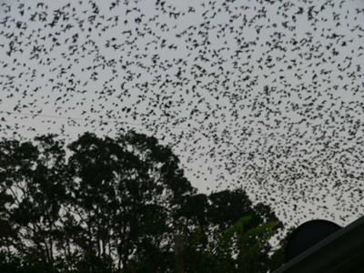 Black Sky! Black Sky!