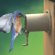 building bird houses bluebirdprotector building bird houses,How To Make A Hummingbird House Plans