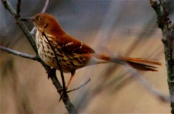 Brown Thrasher Habits, Birds Of Thickets