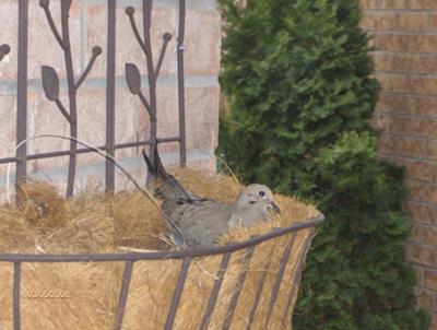Doves Nesting In Plant Hanger On Front Porch Doves Nesting In Plant Hanger On Front Porch