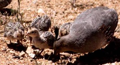 Chicks Galore!  Chicks Galore!
