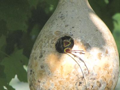 Gourds As Bird Houses