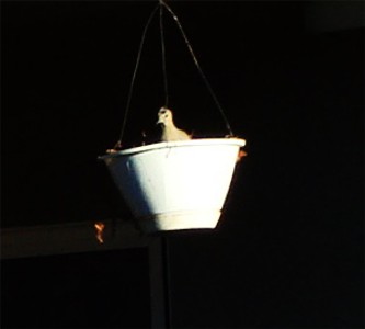 Nesting Dove Nesting Dove