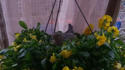 Mourning Dove in Pansies Mourning Dove in Pansies