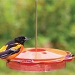 baltimore oriole bird habits nesting and feeding baltimore oriole bird habits nesting and feeding