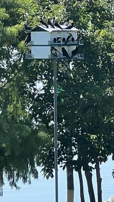 Martin House Filled With Purple Martins Martin House Filled With Purple Martins