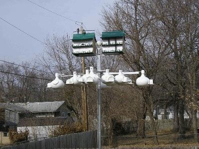 2009 Purple Martin Set Up 2009 Purple Martin Set Up