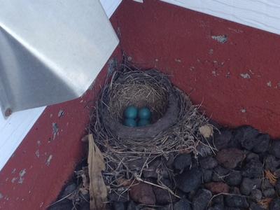 How do you keep birds from nesting on porches?