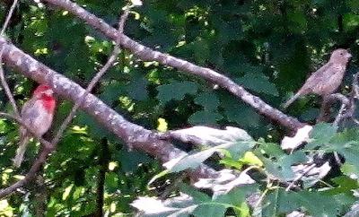 The Logan Wren and its mate The Logan Wren and its mate