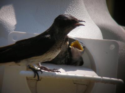 Male Subbie Feeding Young in Gourd Male Subbie Feeding Young in Gourd