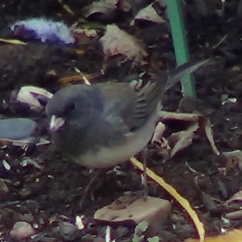dark eyed junco the snow birds nesting mating feeding habits dark eyed junco the snow birds nesting mating feeding habits