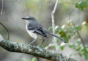 the northern mockingbird nesting mating feeding habits the northern mockingbird nesting mating feeding habits