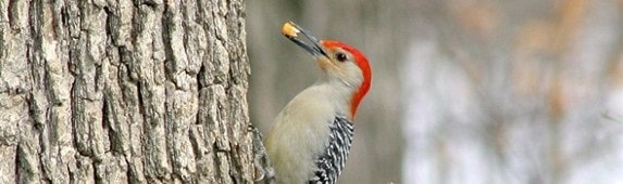 How can you attract a pileated woodpecker?