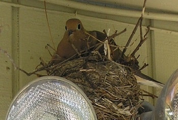 mourning doves habits mating eating nesting lifespan mourning doves habits mating eating nesting lifespan