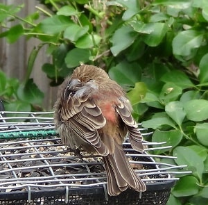 where do birds sleep where do birds sleep