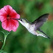 Wild hibiscus