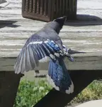 bluejay-playing-dead-sm.jpg