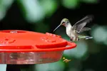 hummingbird-at-feeder-migrate-min.jpg