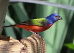 male-painted-bunting-min.jpg