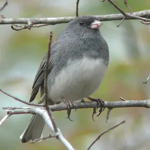 male-slate-colored-junco-min.jpg