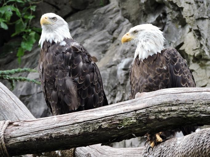 Two Bald Eagles Perching in Tree