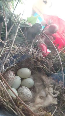 house finch and 2 cowbird eggs