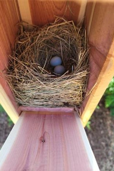 two bluebird eggs in nest inside bluebird house