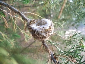 anna's hummingbird nest