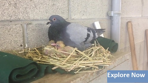 Pigeons Nesting, Mating and Feeding Habits