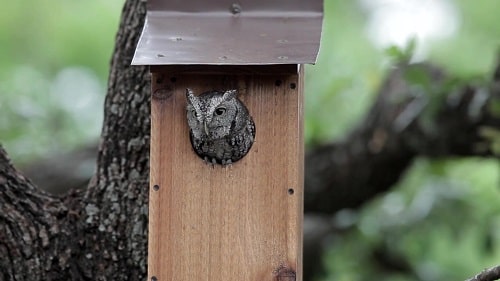 screech owl nestling looking out from birdhouse