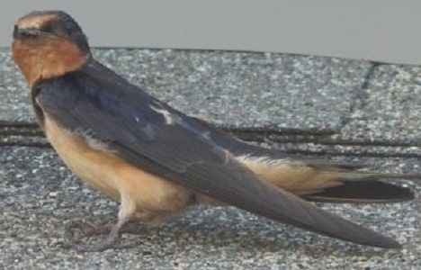 Barn-Swallow sitting on roof of house