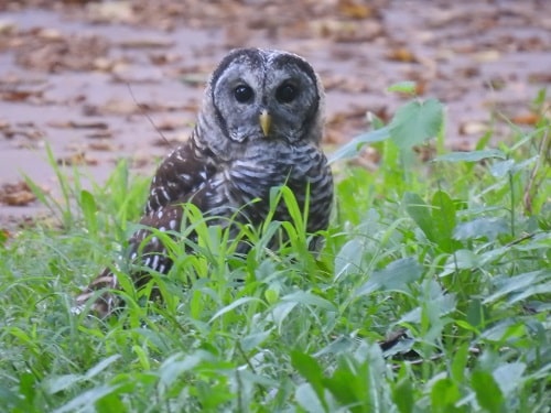 barred owl on ground caught rodent to bring back to nest.