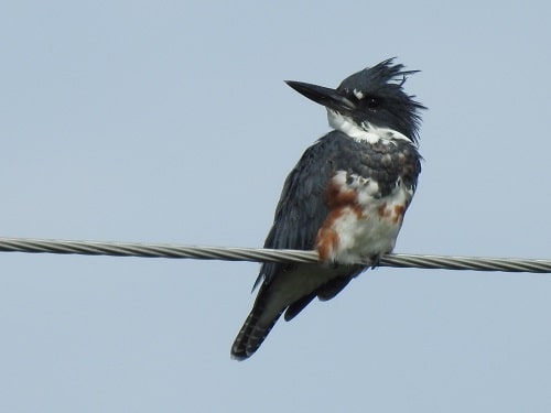Belted Kingfisher Female