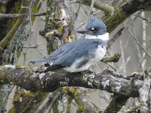 Belted Kingfisher Male
