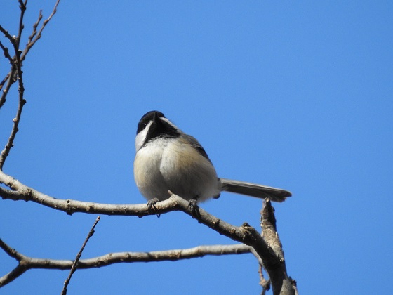Feeding Habits of Black Capped Chickadees: A Complete Overview