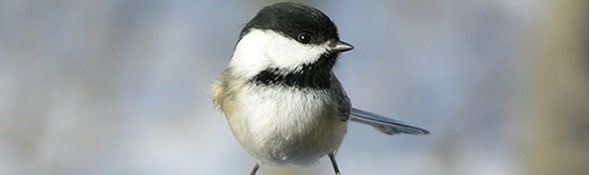 Chickadees Banner Ad