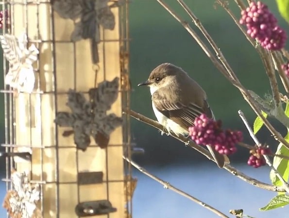 Eastern Phoebe on Branch
