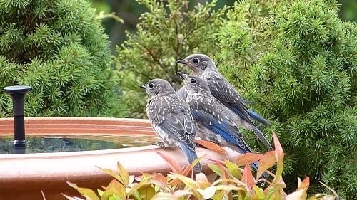 Fledgling Bluebirds Drinking From Bird bath in Summer