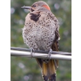Northern Flicker on Power Line