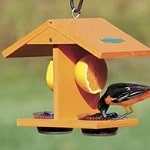 Attract Orioles With This Fruit Feeder
