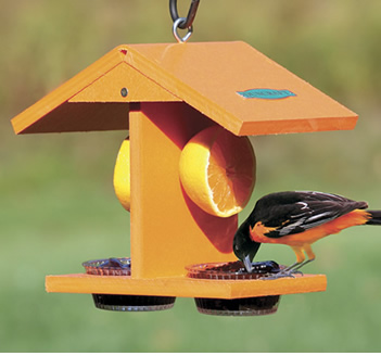 Bird Fruit Feeder for Orioles, Cardinals, and More!