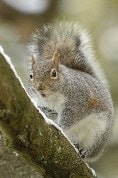 eastern gray squirrel