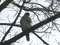 Coopers Hawk Watching Bird Feeder From Tree