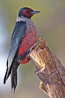 Lewis's Woodpecker a Large Western Woodpecker