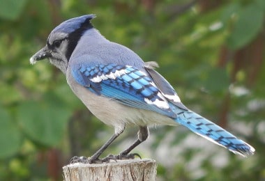 Blue Jay Bird What Do They Eat Where Do They Nest