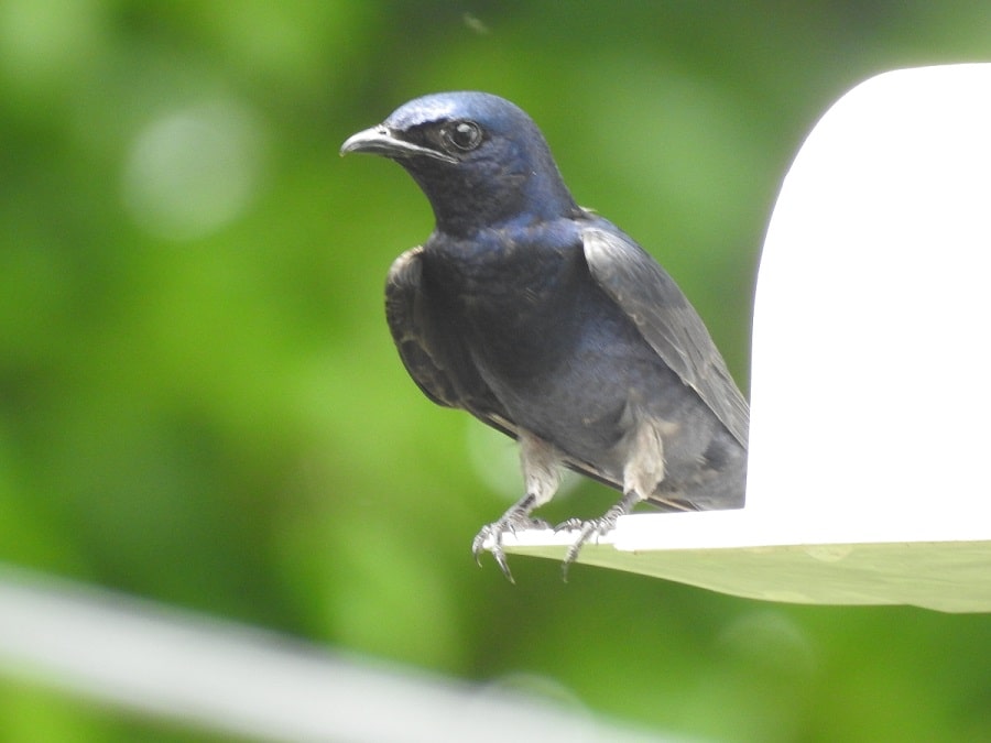 male ASY Purple Martin